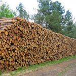 biomassa stammen
